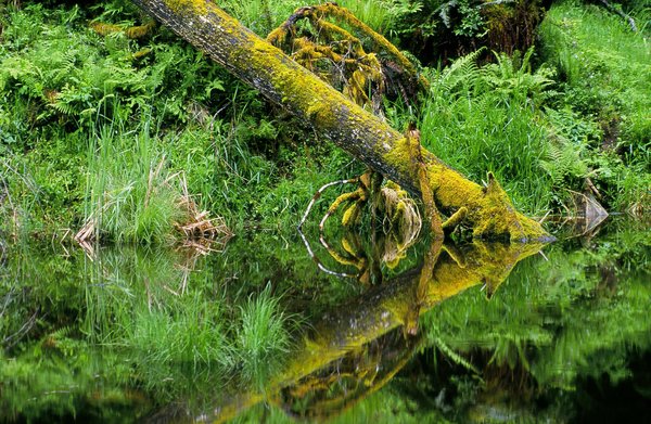 May Reflection