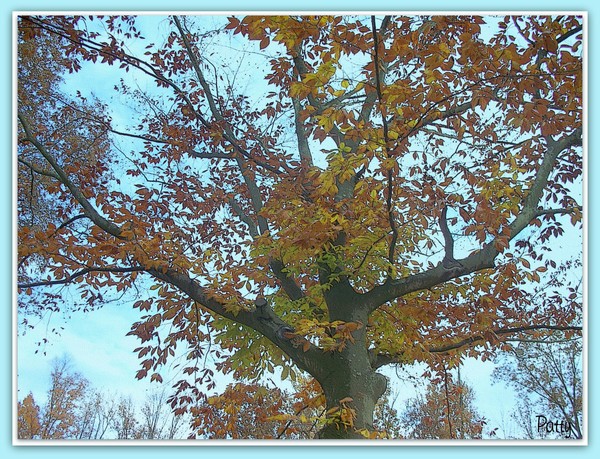 Autumn at Home............