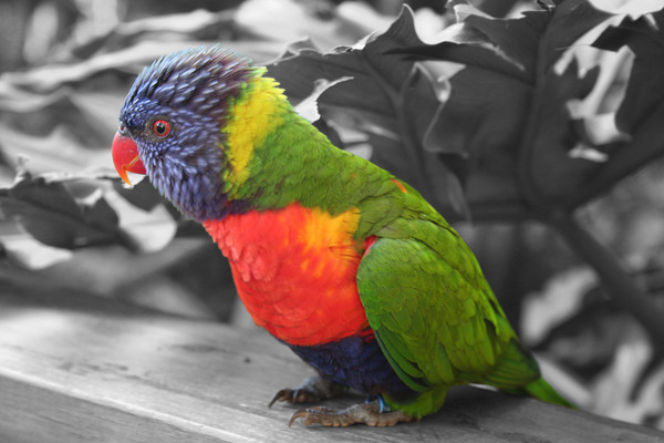 One Colorful Bird