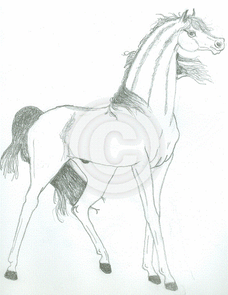 White Arabian Stallion