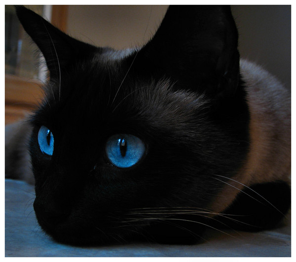 neon leo