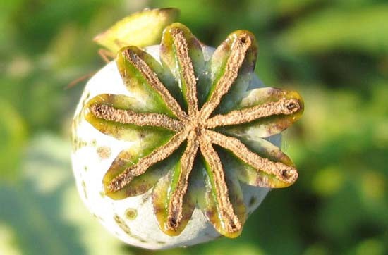 Poppy Pod