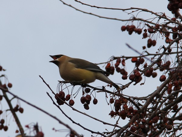 Cedar waxwing caught in mid-swallow
