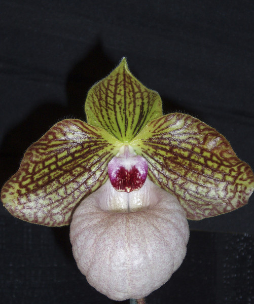 A Slipper Orchid