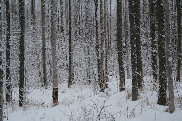 Winter