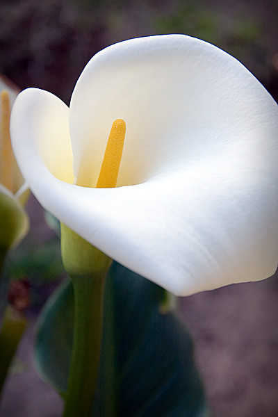 Arum Lilly