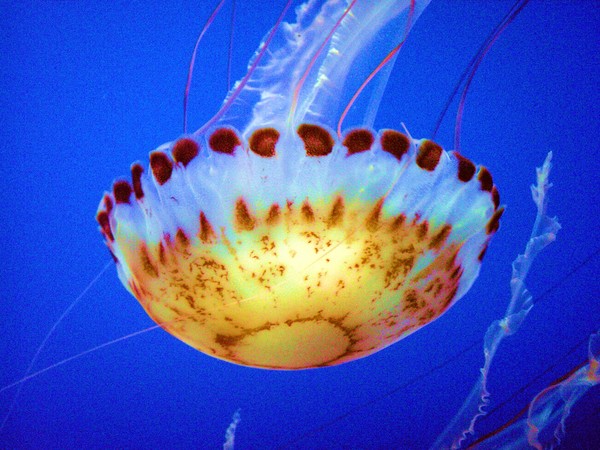 A Colorful Jellyfish