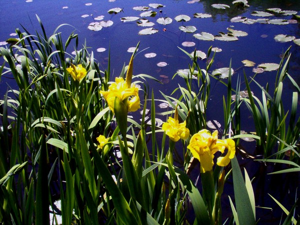 Flowers by the Lake