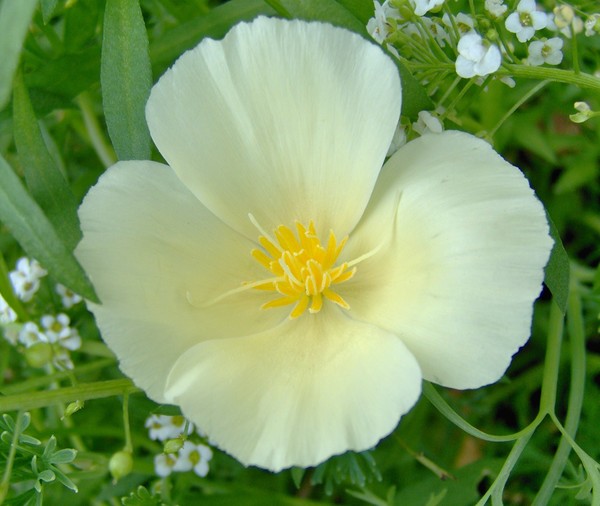 Poppy