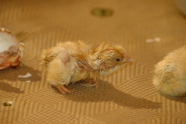 All Fours Chick
