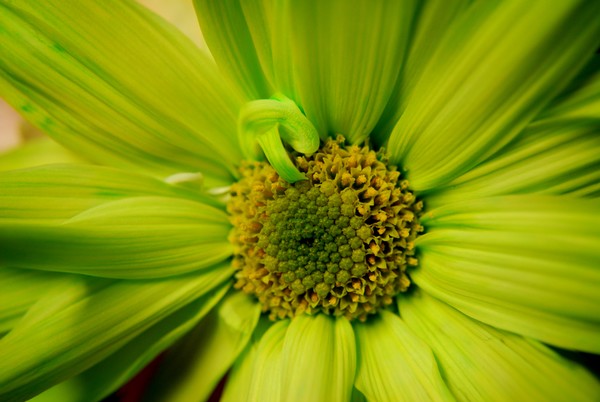 In The Petals