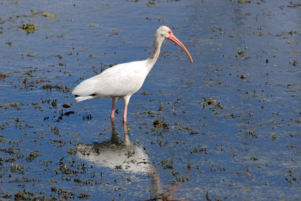 Ibis Flight