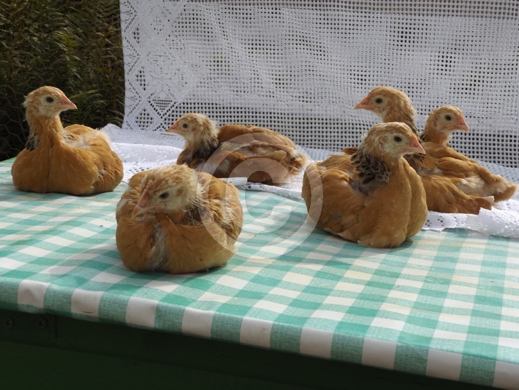 My Buff Sussex Chicks on the roof of the Hen House