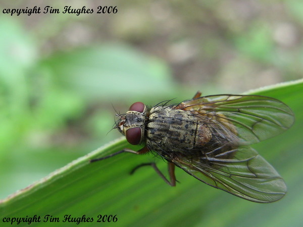 'Out On A Leaf'