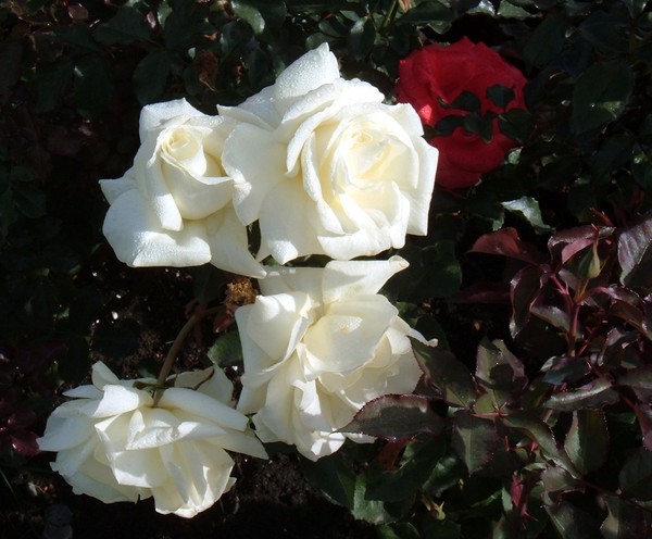 White Roses