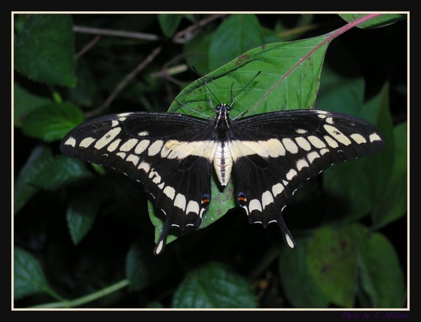 Thoas Swallowtail