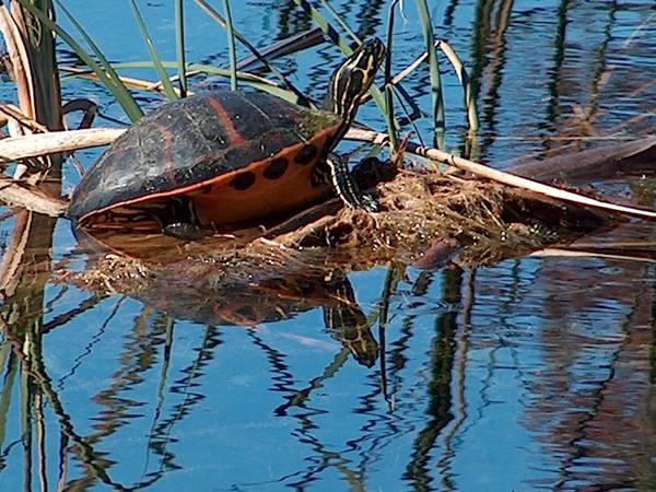 A Turtle Sunning