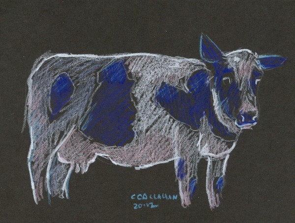 Holstein Cow