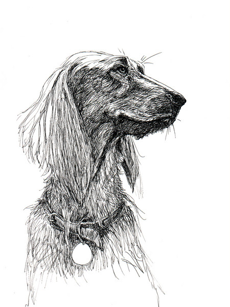 Irish Setter