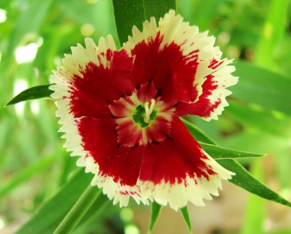 Pretty Red