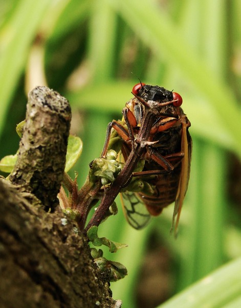Cicada on Locust