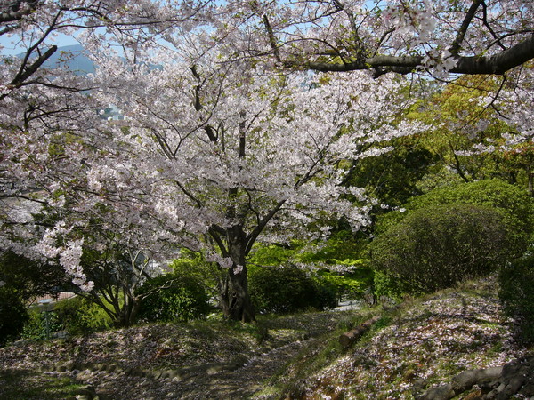 Cherry Blossom in Nagasaki