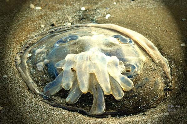 Jelly Fish