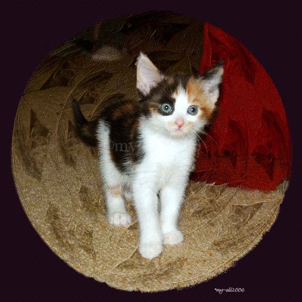 Cheeky Face of Face the Kitten