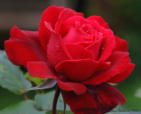 red red rose