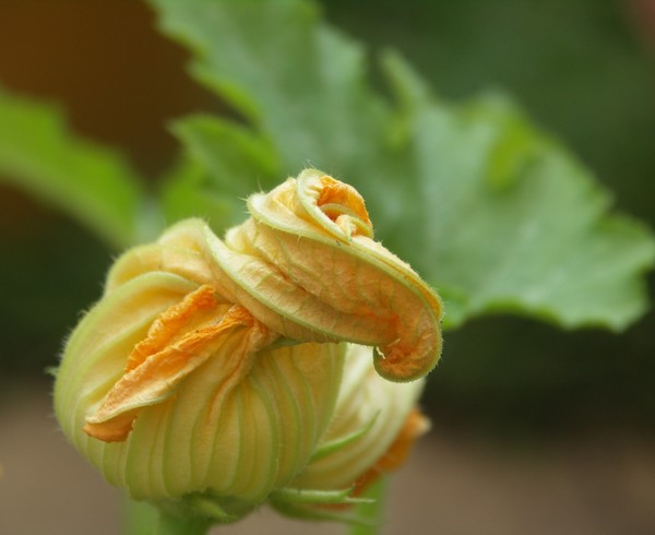 COURGETE FLOWER 3