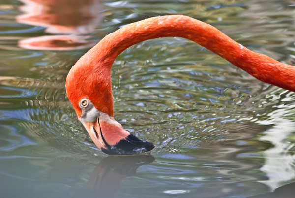 Water-sifting