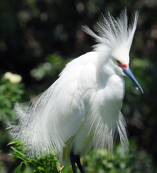 Snowy Egret Display