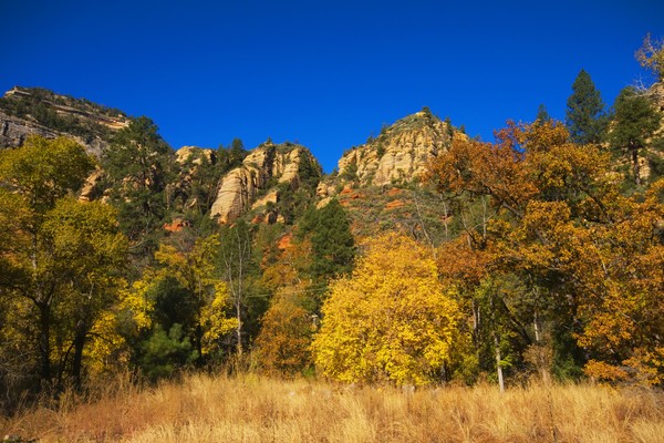 Fall colors in Sedona's Oak Creek West Fork