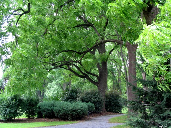 Rose Hill Manor Grounds