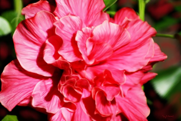 Double Blossom Hibiscus Beauty