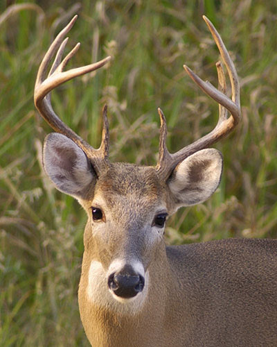 Whitetail Deer