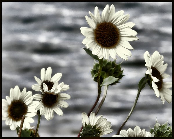 Fading Sunflowers
