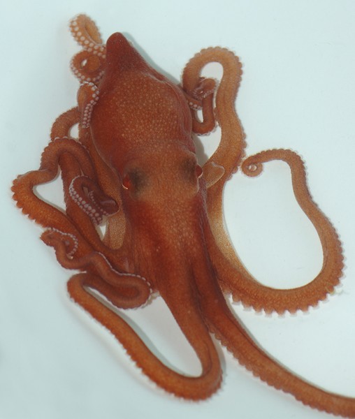Octopus