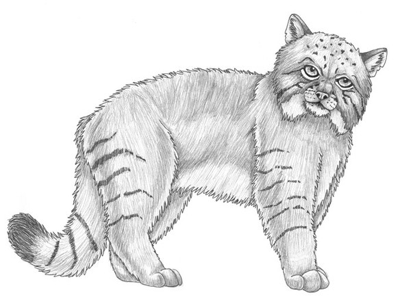 Alpkatze