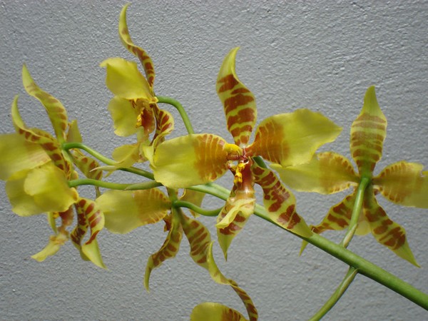 Yellow Orchid
