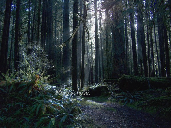 Rainforest Sunbreak