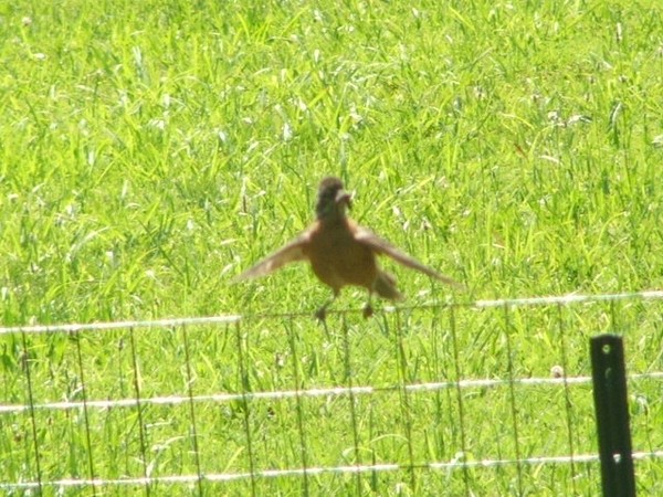 Rocking Robin