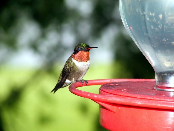 Male ruby throated hummer