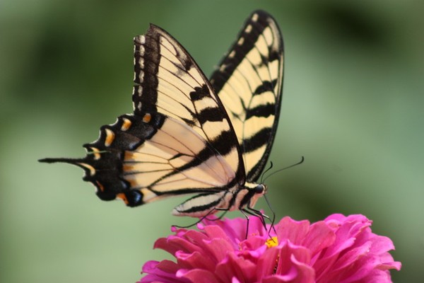 Sweet nectur