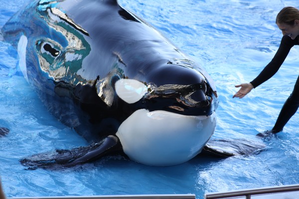 Shamu 1