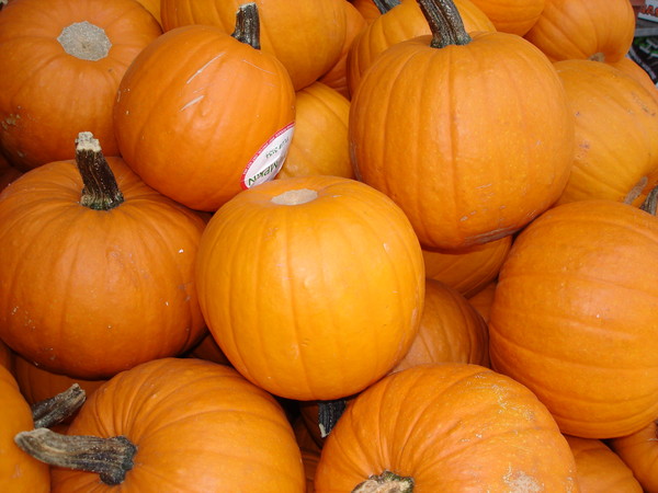 the pumkin patch