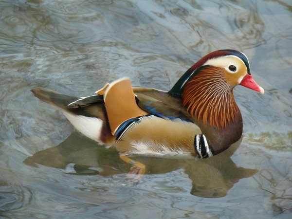 mandarin