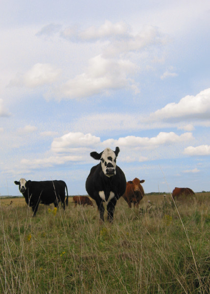 The Cows of Coffey County