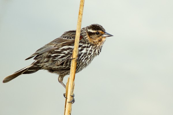 Redwing Blackbird Female