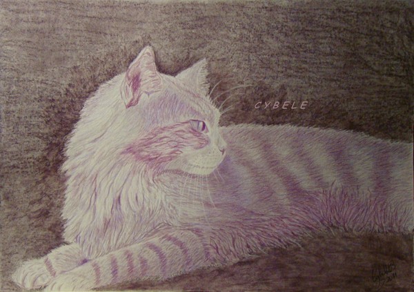 Purple Cat